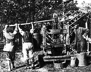 picture of wine making